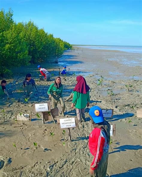 Pentingnya Menanam Mangrove Di Pesisir Pantai Yang Sering Mengalami