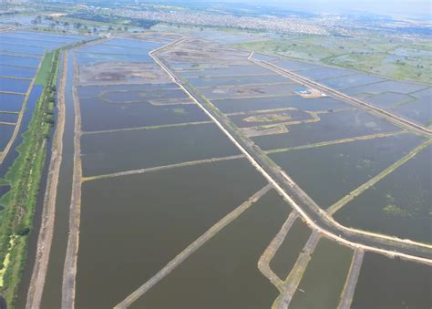 Sismo en Ecuador dejó millonarias pérdidas en el sector camaronero