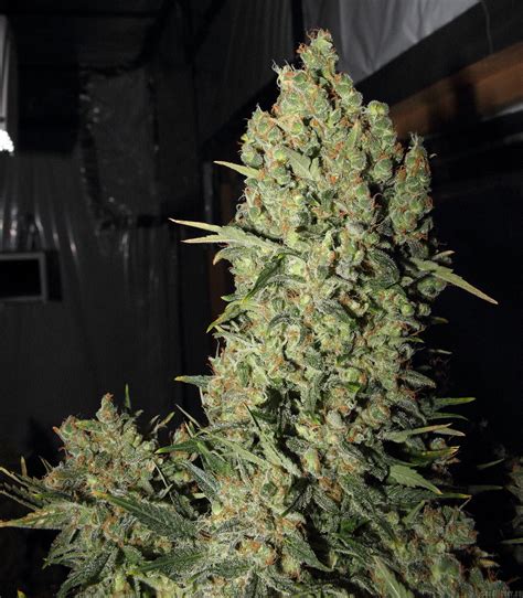 All pictures of Chronic (Serious Seeds) into the strain-gallery