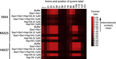 Figure 3 From Hsp104 Drives Protein Only Positive Selection Of Sup35