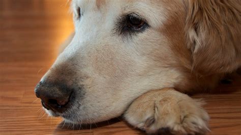 What Is the New Injection for Arthritis in Dogs? - PetHelpful