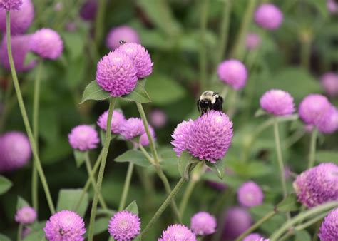 Heat Loving Gomphrena Thrives In Mississippi Mississippi State