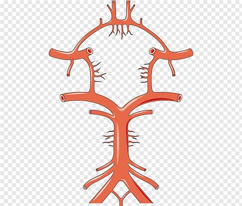 Imed1001 Cerebral Arterial Circle Diagram Quizlet