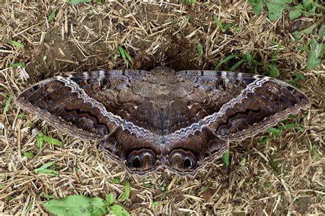 Black Witch Moth L Lovely Lepidoptera Our Breathing Planet