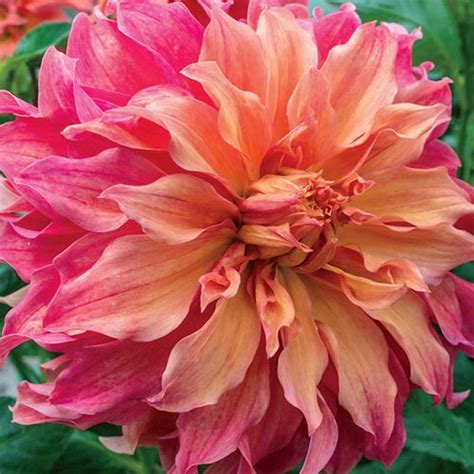 Giant Dinnerplate Dahlia Belle Of Barmera K Van Bourgondien