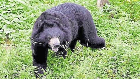 Bear Mauls Man To Death In Odishas Nabarangpur