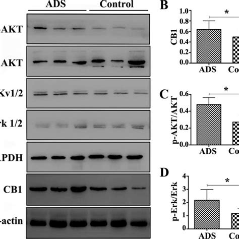 Expression Of The Cb1 Akt P Akt Erk12 And P Erk12 Proteins In Download Scientific Diagram