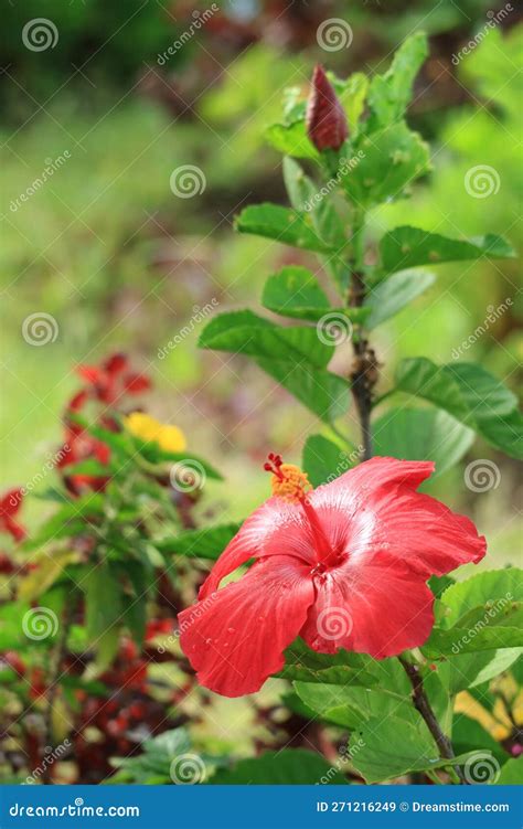 Gorgeous Red Hibiscus Flower With Water Droplets After The Rain Stock