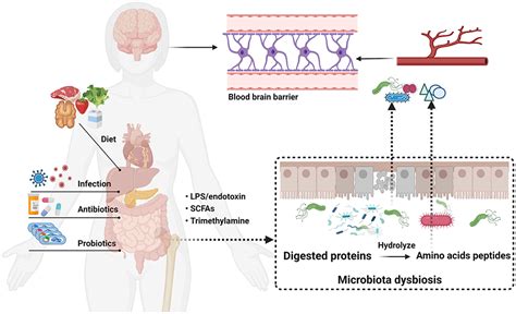 Frontiers Interactions Between Gut Microbiota And Parkinsons Disease