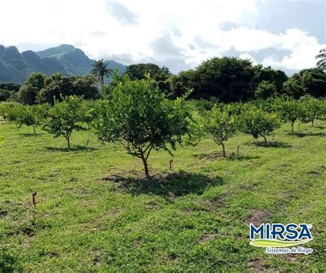 Sistema De Riego Por Microaspersión Mirsa