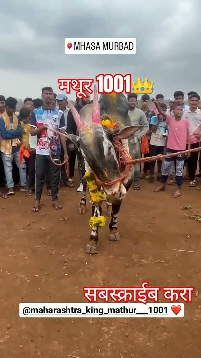 बिनजोड चा बादशहा मथूर 1001 👑bailgadisharyat 🥰बैलगाडा 😍 Youtube