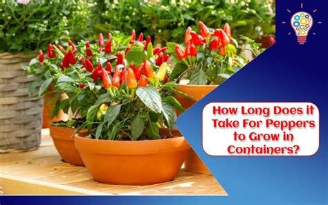 How Long Does It Take For Peppers To Grow In Containers Updated Ideas