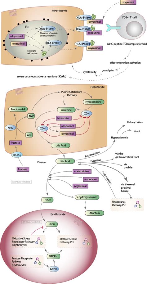 Uric Acid Synthesis Pathway