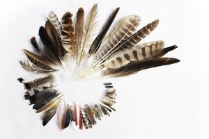 Meaning Of Feathers - The guidebook to the Meaning of finding a Feather