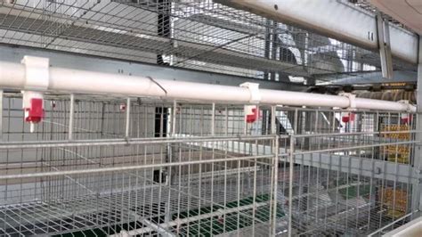 Poultry Farming Equipment A Type Layer Chicken Cage With Automatic