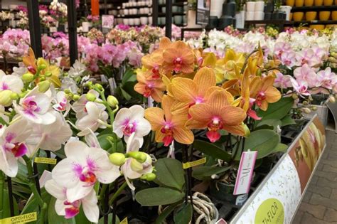 Orchideeën Van Opti Flor Fotoalbums Tuincentrum Osdorp