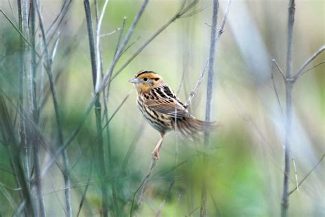 Leconte S Sparrow Ammodramus Leconteii Near Intracoastal Flickr