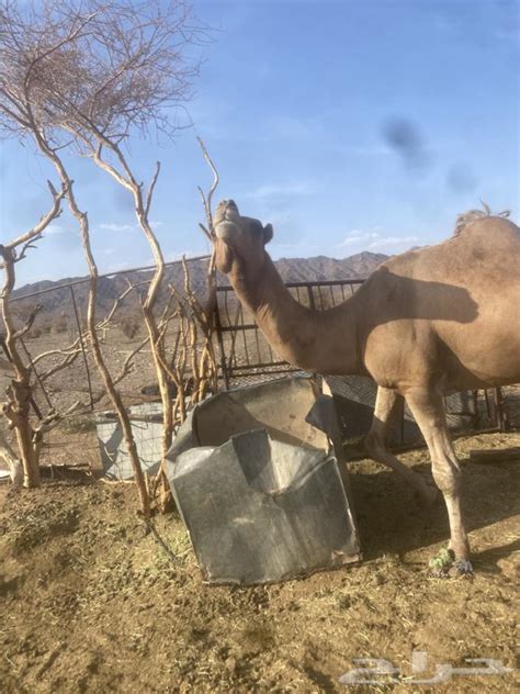 جمل ساحلي احمر متوسط بالعمر بناته طيبات بالحليب موقع حراج