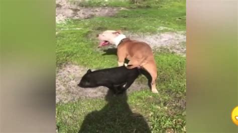 Dog Mating Pig Successful In Log Time Amazing Dog Mating With Other