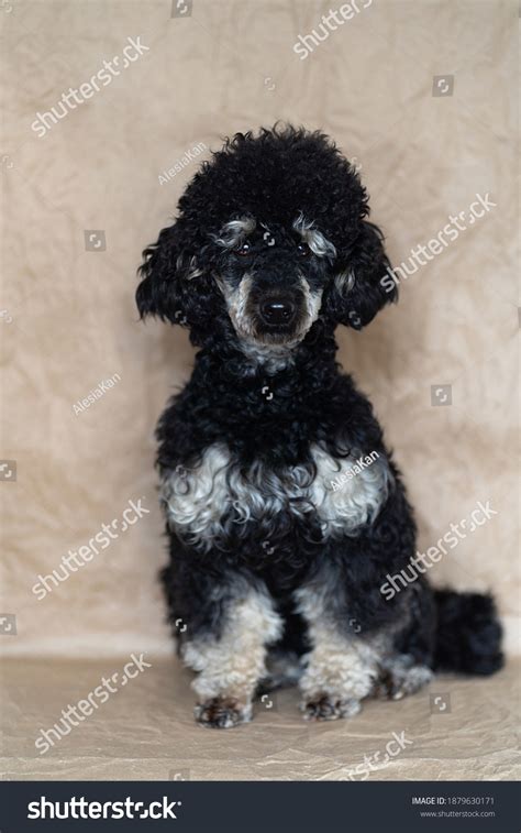 30 Phantom Poodle Images Stock Photos And Vectors Shutterstock