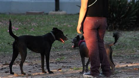 Dónde esterilizar gratis a mi perro o gato en Celaya Aquí te decimos