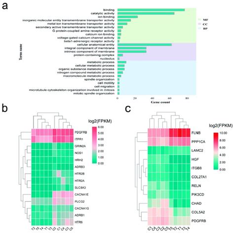 Top 10 Differentially Expression Mirnas Download Scientific Diagram