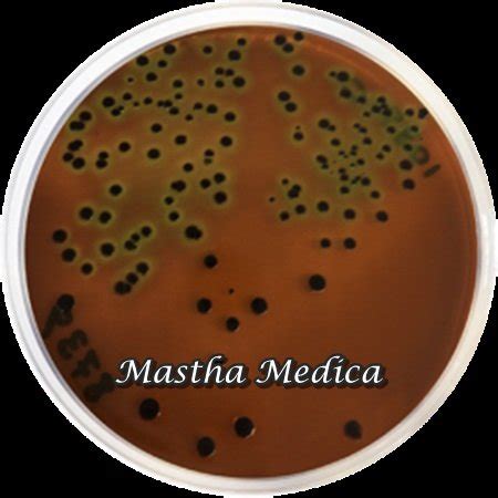 Jual Eosin Methylene Blue Agar Plate Media 1 Pack Di Lapak Mastha