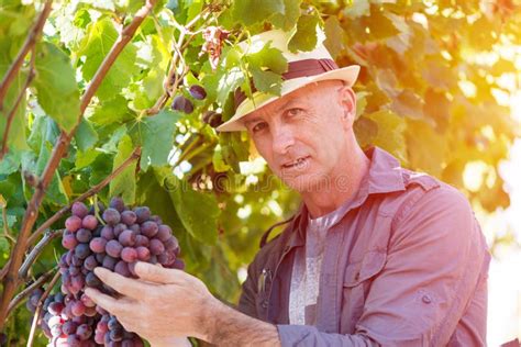 Hombre Del Winemaker En Uvas De Examen Del Sombrero De Paja Foto De