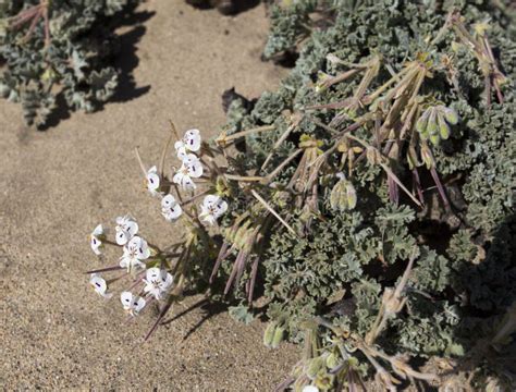 Plants after Rain in Namibia Desert Stock Image - Image of desert ...