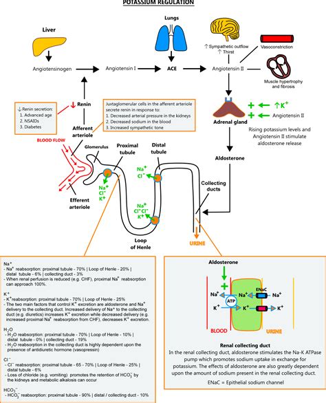 Hyponatremia A Lazy Man S Classification Artofit