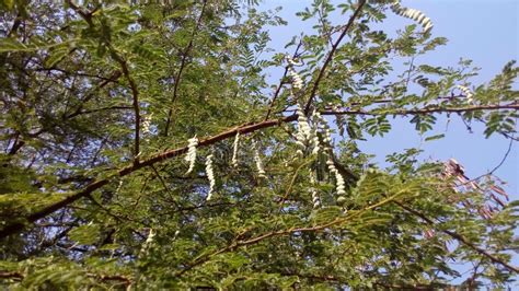 Vachellia Nilotica Plant Leaves Stock Photo - Image of tree, acacia: 112503790