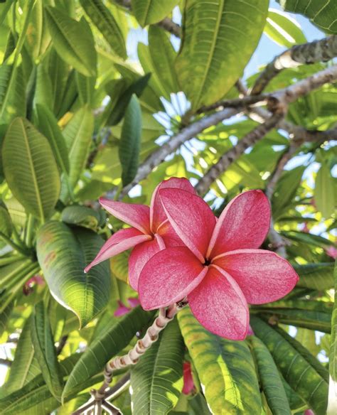 Plumeria Flowering Plants in Florida | Frangipani Flower FL