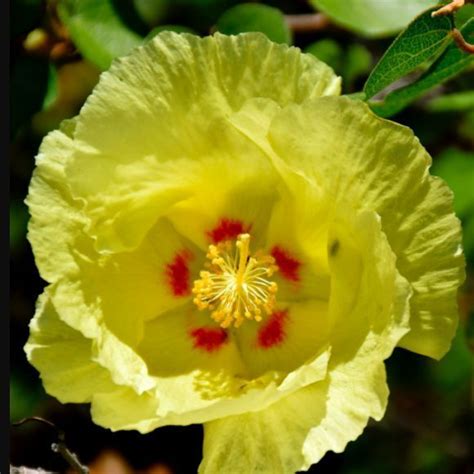 The San Marcos Hibiscus Produces Beautiful Yellow Flowers From Summer