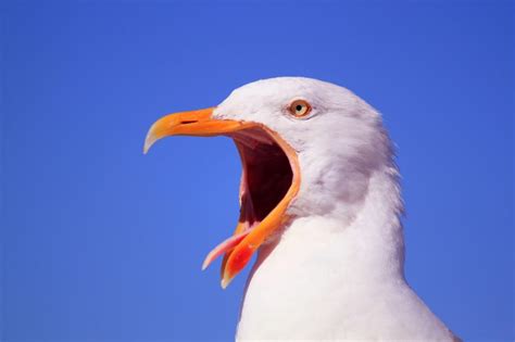 Bird Tongue: We Bet You Don't Know This About Bird Tongues!