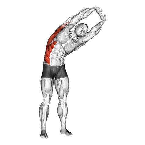 Standing Side Stretch Pitpower