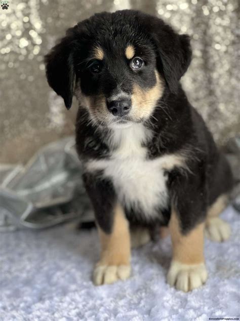 Bernese Mountain Dog Malamute Mix