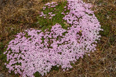 How Does The Labrador Tea Survive In The Tundra