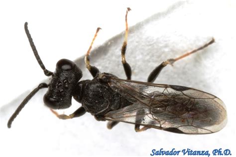 Hymenoptera-Crabronidae-Diodontus-Aphid Wasps (A) - Urban Programs - El ...