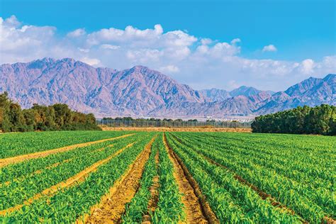 Agriculture In Israel Regrow Israel The Farmers Fund