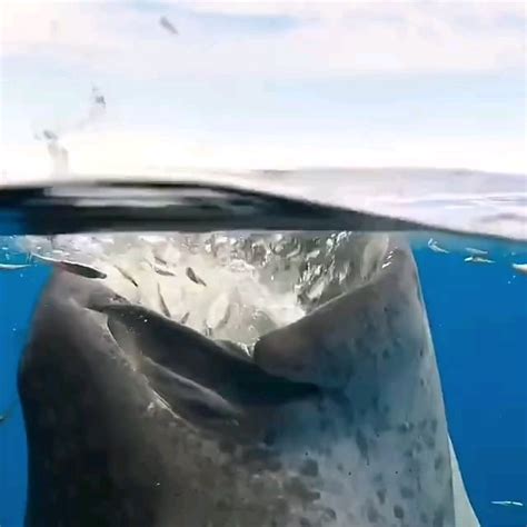 Whale Shark feeding process. : r/Damnthatsinteresting