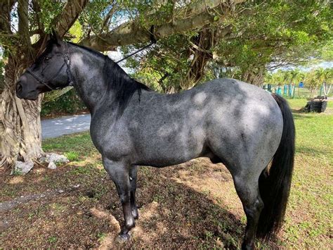 Blue Roan Stallion [ Not for Sale ] Only for Stud $500