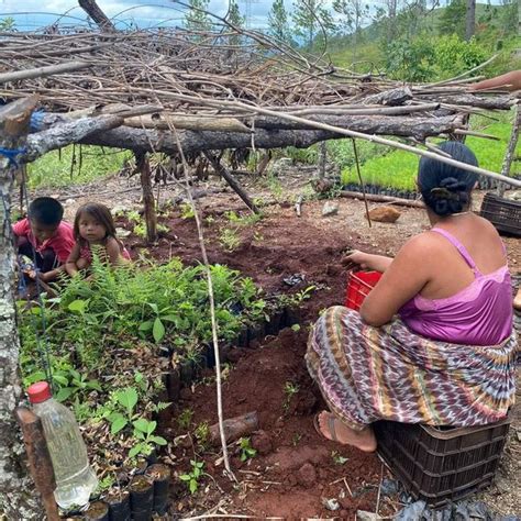 Sabías que los programas de incentivos forestales propician el