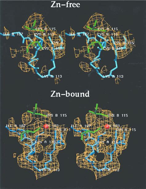 Stereo View Of The F O F C Omit Electron Density Map Of Zinc Free