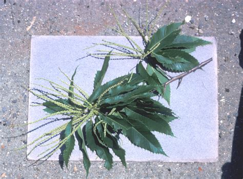 Castanea Dentata American Chestnut Go Botany