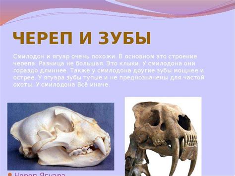 Смилодон - презентация, доклад, проект скачать