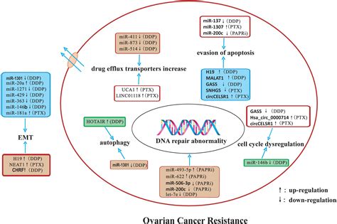 Frontiers The Emerging Role Of Non Coding Rnas In Drug Resistance Of