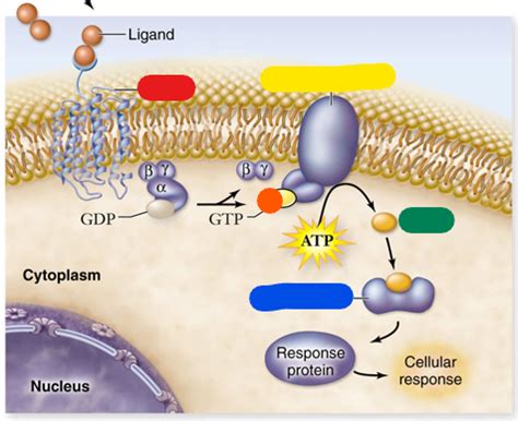 Cell Signaling & Communication II Flashcards | Quizlet