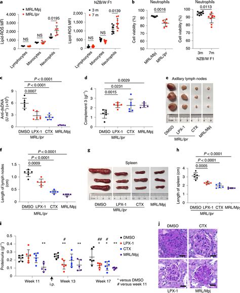 Ferroptosis Inhibitors Ameliorate Disease Progression In Mrl Lpr