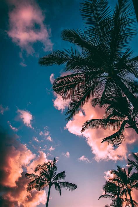 HD wallpaper: Hawaii, Kauai, beautiful scenery, palm tree, summer ...