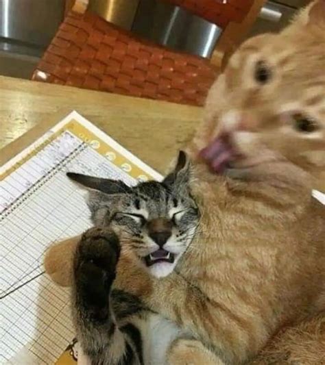 Lovely Cute Cats 😻 On Instagram Just Some Random Kitty Fun 😹😹 Meow